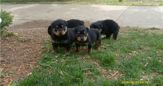 Rottweilerpuppiesforsale